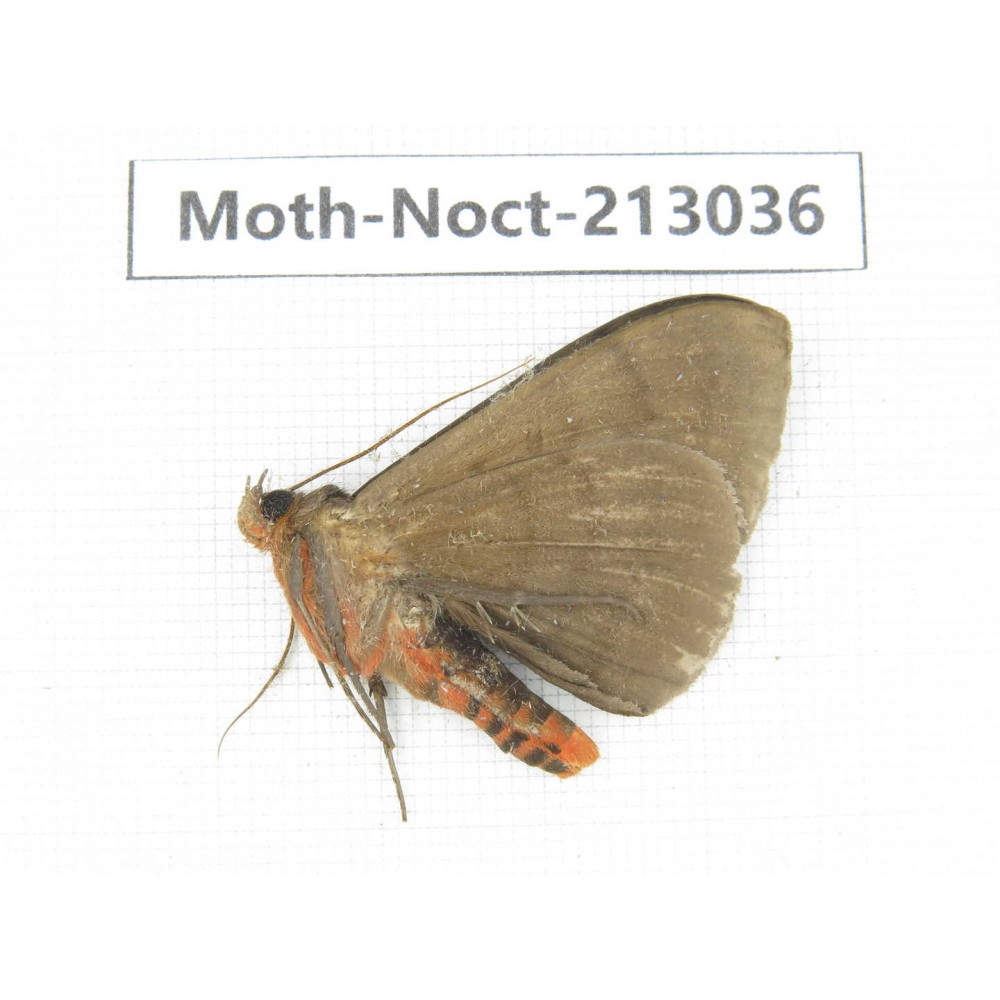 Noctuidae sp. China, Guizhou, Qiandongnan, Congjiang county. 1Pcs. Moth-Noct-213036.