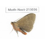 Noctuidae sp. China, Guizhou, Qiandongnan, Congjiang county. 1Pcs. Moth-Noct-213036.