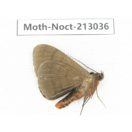 Noctuidae sp. China, Guizhou, Qiandongnan, Congjiang county. 1Pcs. Moth-Noct-213036.
