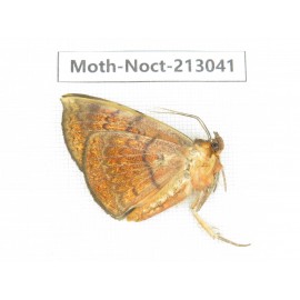 Noctuidae sp. China, Guizhou, Qiandongnan, Congjiang county. 1Pcs. Moth-Noct-213041.