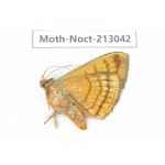 Noctuidae sp. China, Guizhou, Qiandongnan, Congjiang county. 1Pcs. Moth-Noct-213042.