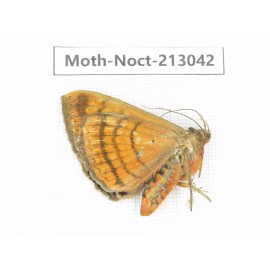 Noctuidae sp. China, Guizhou, Qiandongnan, Congjiang county. 1Pcs. Moth-Noct-213042.