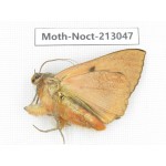 Noctuidae sp. China, Guizhou, Qiandongnan, Congjiang county. 1Pcs. Moth-Noct-213047.