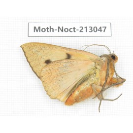 Noctuidae sp. China, Guizhou, Qiandongnan, Congjiang county. 1Pcs. Moth-Noct-213047.