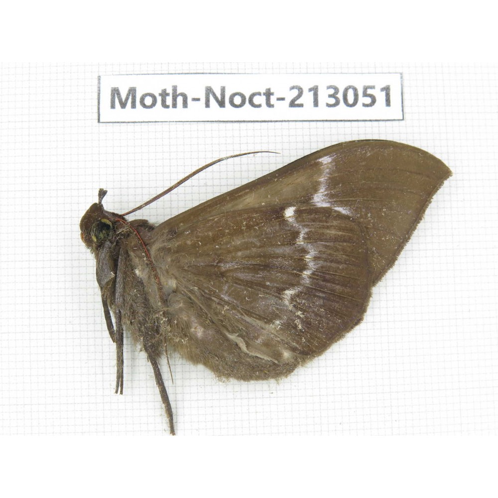 Noctuidae sp. China, Guizhou, Qiandongnan, Congjiang county. 1Pcs. Moth-Noct-213051.