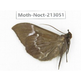 Noctuidae sp. China, Guizhou, Qiandongnan, Congjiang county. 1Pcs. Moth-Noct-213051.