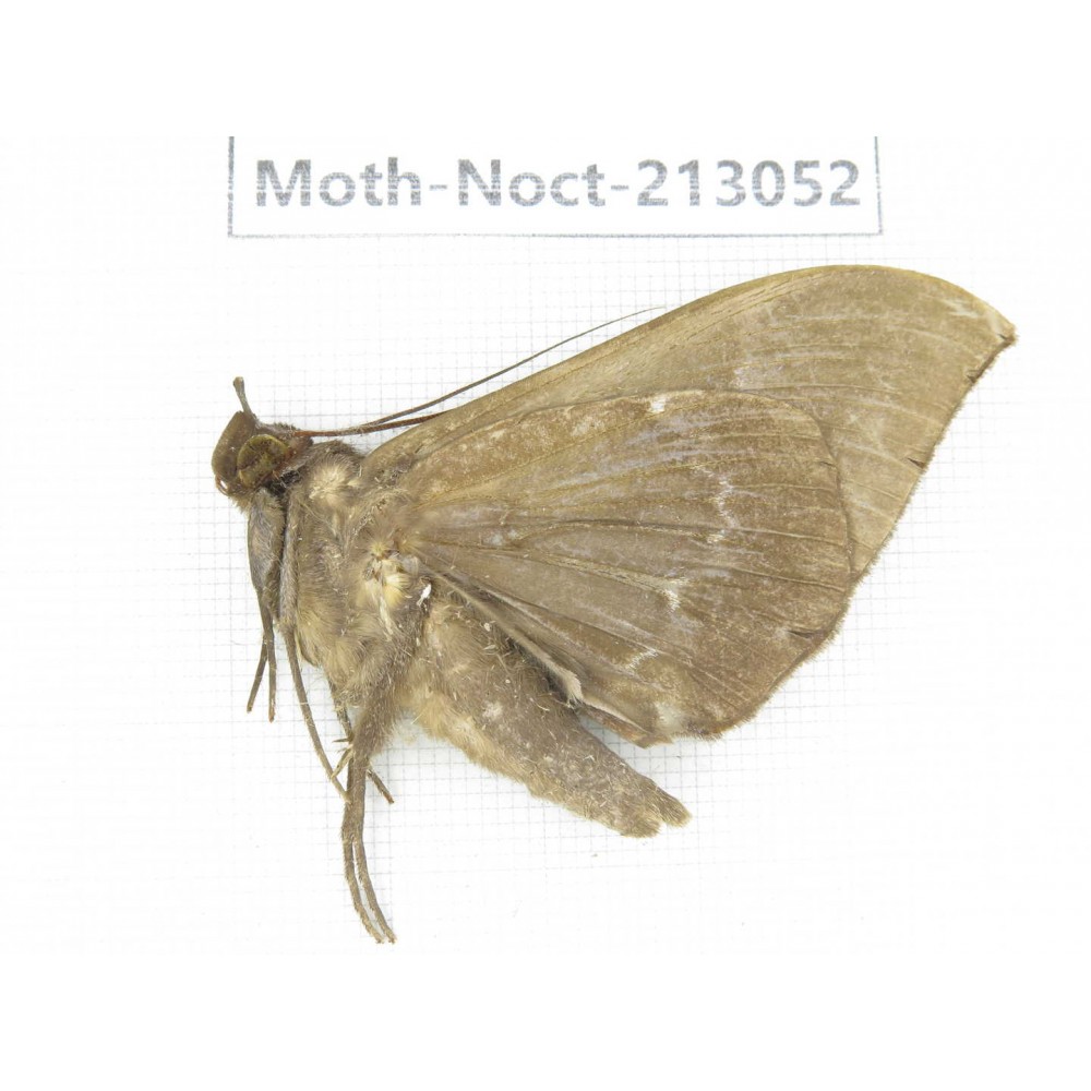 Noctuidae sp. China, Guizhou, Qiandongnan, Congjiang county. 1Pcs. Moth-Noct-213052.