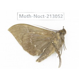 Noctuidae sp. China, Guizhou, Qiandongnan, Congjiang county. 1Pcs. Moth-Noct-213052.