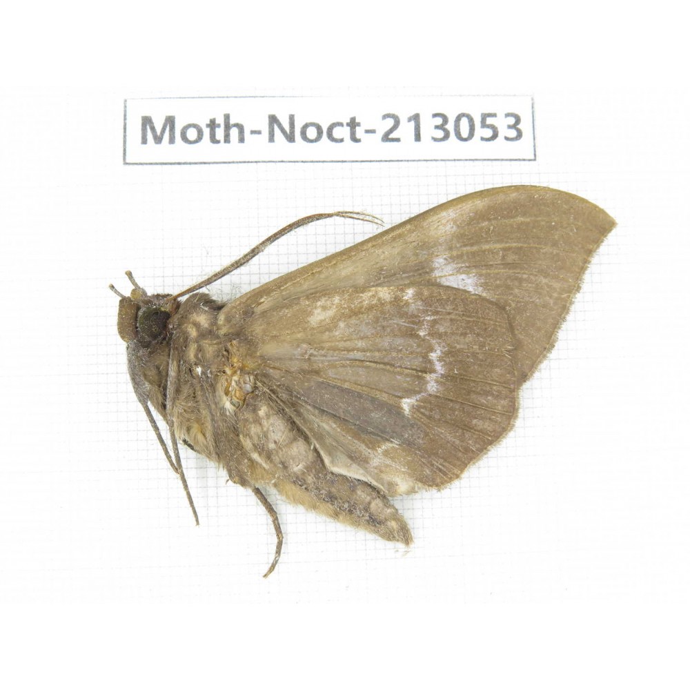 Noctuidae sp. China, Guizhou, Qiandongnan, Congjiang county. 1Pcs. Moth-Noct-213053.