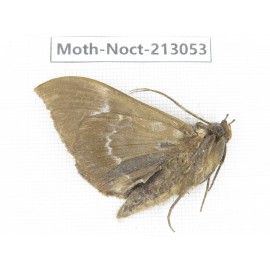 Noctuidae sp. China, Guizhou, Qiandongnan, Congjiang county. 1Pcs. Moth-Noct-213053.