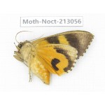 Noctuidae sp. China, Guizhou, Qiandongnan, Congjiang county. 1Pcs. Moth-Noct-213056.