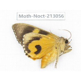 Noctuidae sp. China, Guizhou, Qiandongnan, Congjiang county. 1Pcs. Moth-Noct-213056.