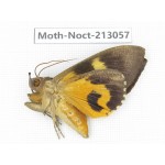 Noctuidae sp. China, Guizhou, Qiandongnan, Congjiang county. 1Pcs. Moth-Noct-213057.