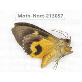 Noctuidae sp. China, Guizhou, Qiandongnan, Congjiang county. 1Pcs. Moth-Noct-213057.