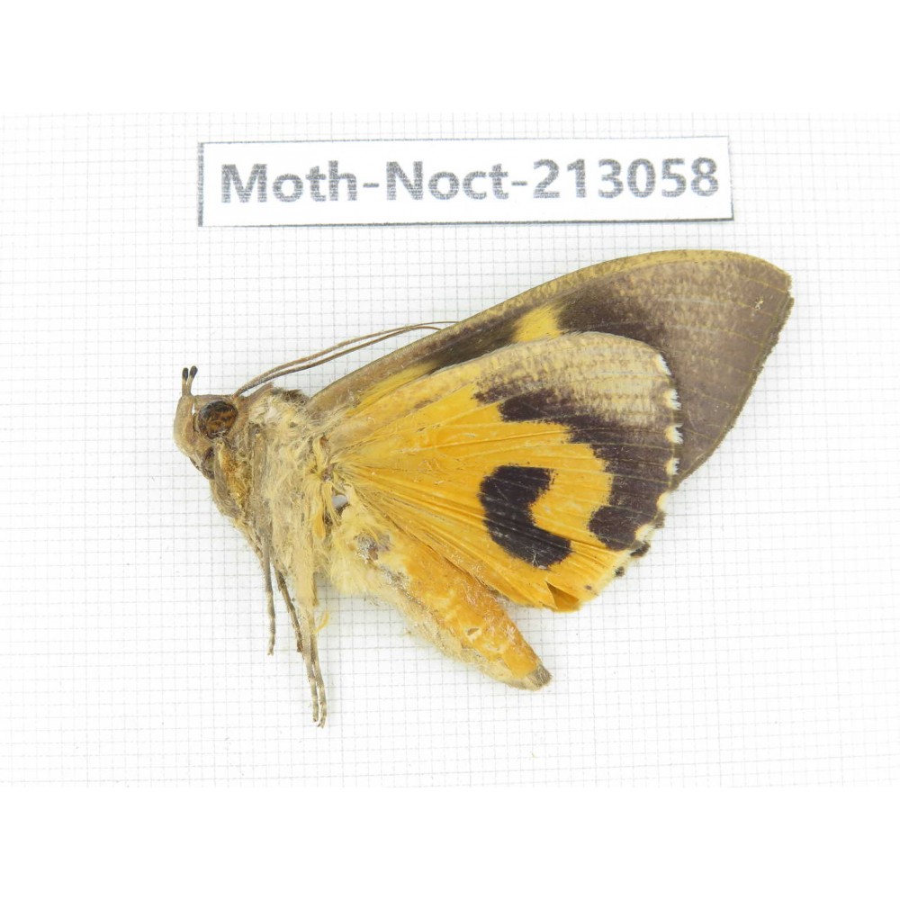 Noctuidae sp. China, Guizhou, Qiandongnan, Congjiang county. 1Pcs. Moth-Noct-213058.