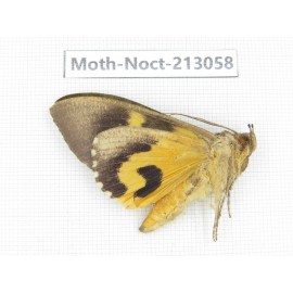 Noctuidae sp. China, Guizhou, Qiandongnan, Congjiang county. 1Pcs. Moth-Noct-213058.