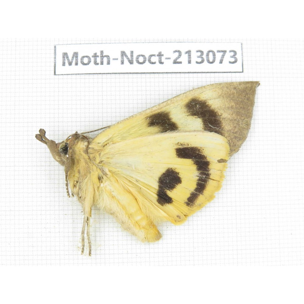 Noctuidae sp. China, Guizhou, Qiandongnan, Congjiang county. 1Pcs. Moth-Noct-213073.