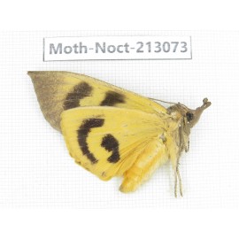 Noctuidae sp. China, Guizhou, Qiandongnan, Congjiang county. 1Pcs. Moth-Noct-213073.