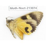 Noctuidae sp. China, Guizhou, Qiandongnan, Congjiang county. 1Pcs. Moth-Noct-213074.