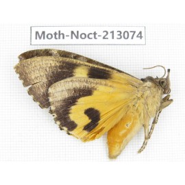 Noctuidae sp. China, Guizhou, Qiandongnan, Congjiang county. 1Pcs. Moth-Noct-213074.