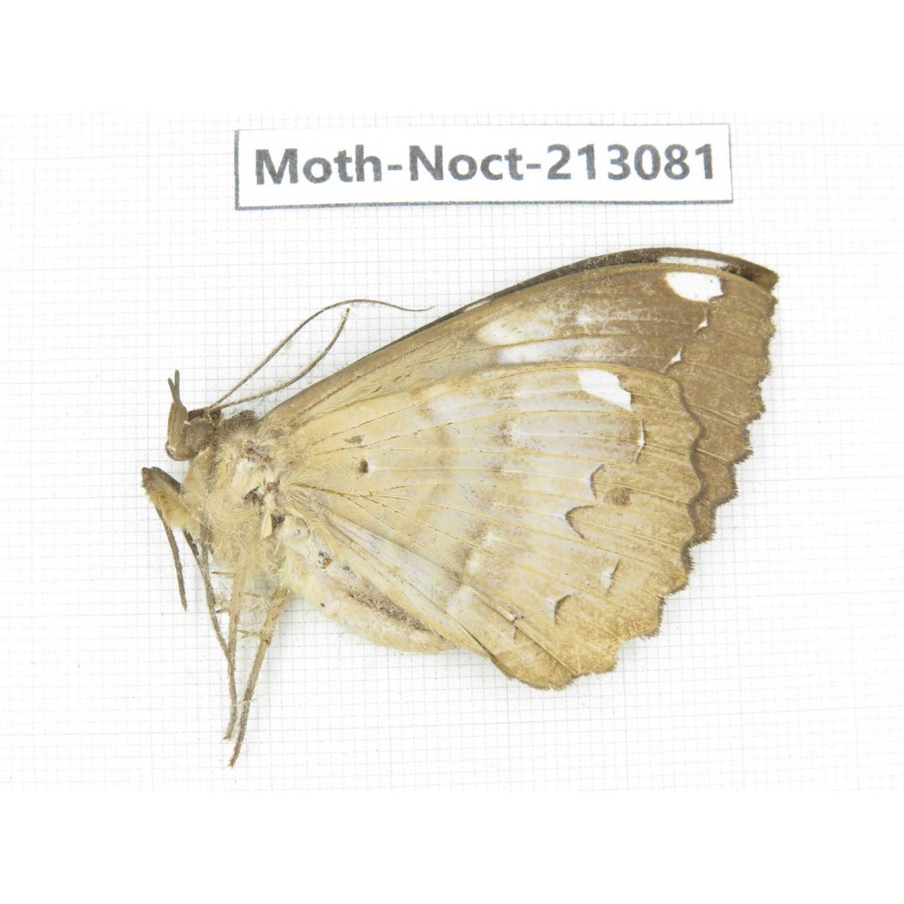 Noctuidae sp. China, Guizhou, Qiandongnan, Congjiang county. 1Pcs. Moth-Noct-213081.