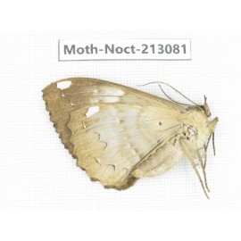 Noctuidae sp. China, Guizhou, Qiandongnan, Congjiang county. 1Pcs. Moth-Noct-213081.