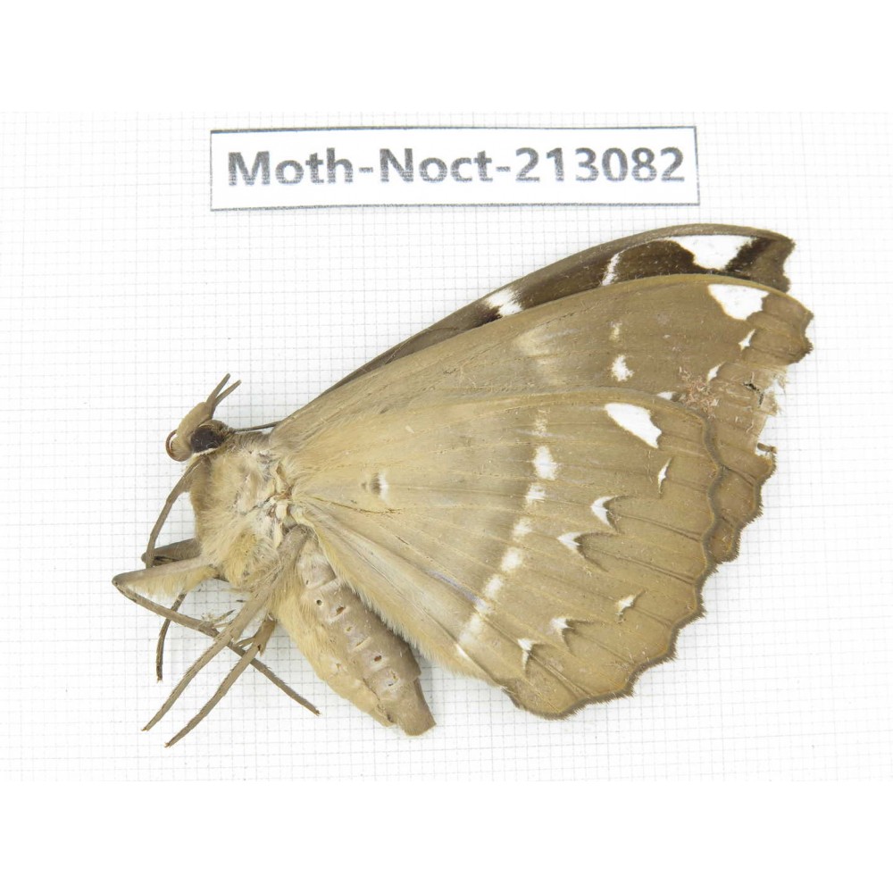 Noctuidae sp. China, Guizhou, Qiandongnan, Congjiang county. 1Pcs. Moth-Noct-213082.
