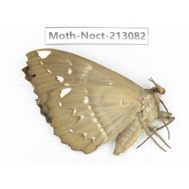Noctuidae sp. China, Guizhou, Qiandongnan, Congjiang county. 1Pcs. Moth-Noct-213082.