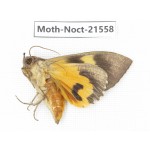 Noctuidae sp. China, Guizhou, Qiandongnan, Congjiang county. 1Pcs. Moth-Noct-21558.
