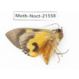 Noctuidae sp. China, Guizhou, Qiandongnan, Congjiang county. 1Pcs. Moth-Noct-21558.