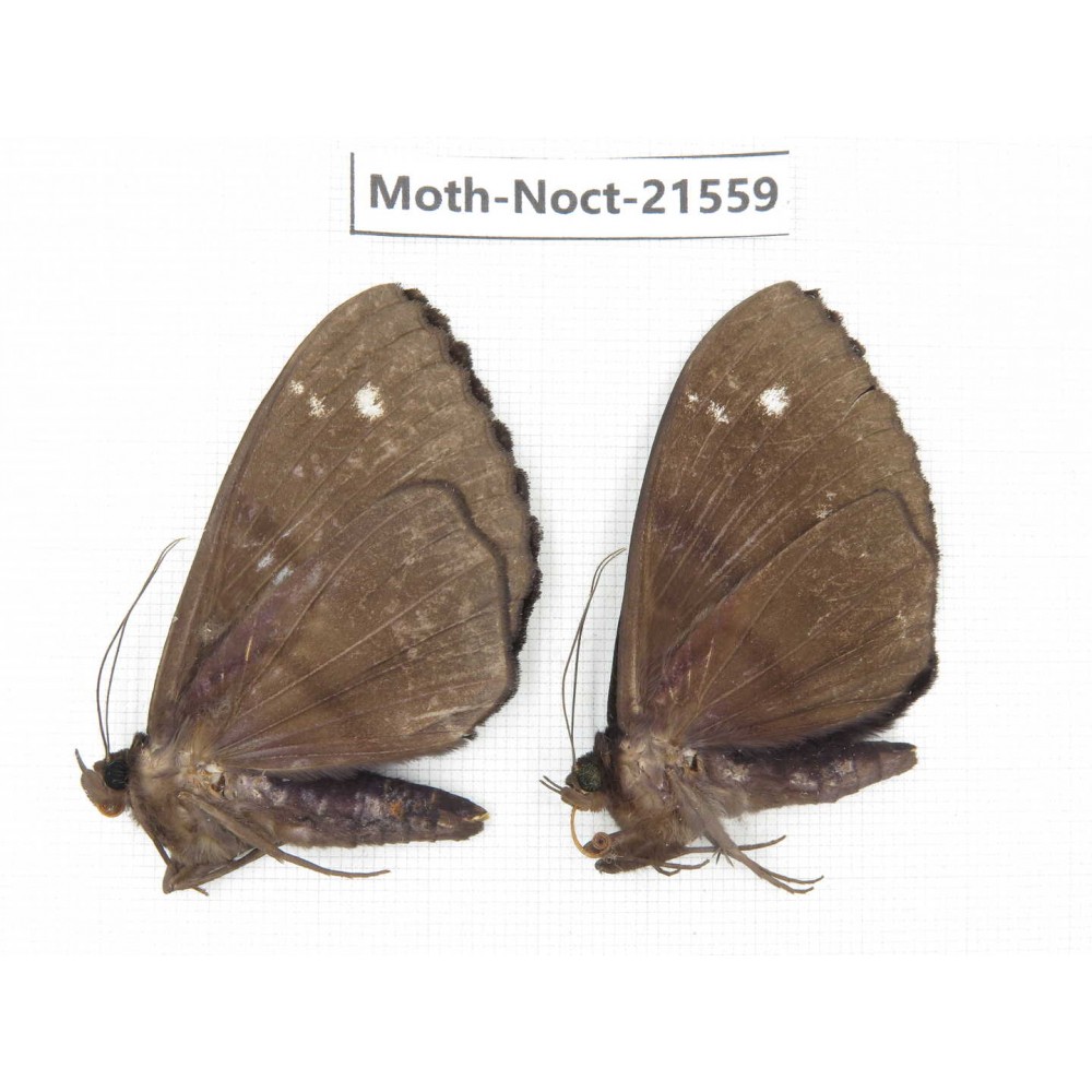 Noctuidae sp. China, Guizhou, Qiandongnan, Congjiang county. 2Pcs. Moth-Noct-21559.