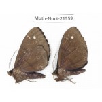 Noctuidae sp. China, Guizhou, Qiandongnan, Congjiang county. 2Pcs. Moth-Noct-21559.