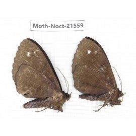 Noctuidae sp. China, Guizhou, Qiandongnan, Congjiang county. 2Pcs. Moth-Noct-21559.