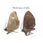 Noctuidae sp. China, Guizhou, Qiandongnan, Congjiang county. 2Pcs. Moth-Noct-21560.