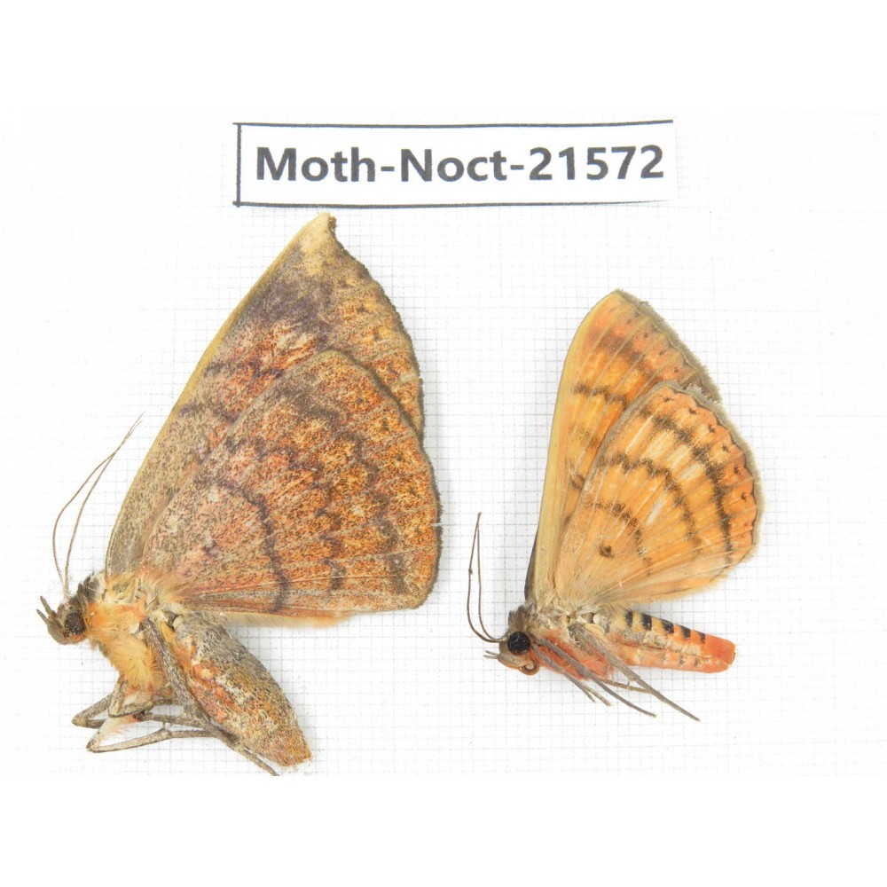 Noctuidae sp. China, Guizhou, Qiandongnan, Congjiang county. 2Pcs. Moth-Noct-21572.