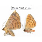 Noctuidae sp. China, Guizhou, Qiandongnan, Congjiang county. 2Pcs. Moth-Noct-21572.