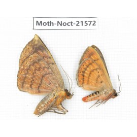 Noctuidae sp. China, Guizhou, Qiandongnan, Congjiang county. 2Pcs. Moth-Noct-21572.