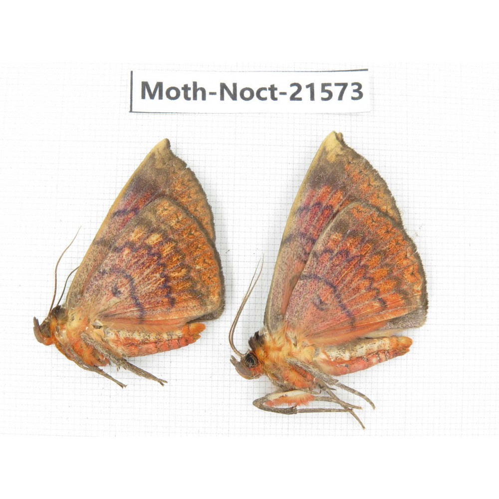 Noctuidae sp. China, Guizhou, Qiandongnan, Congjiang county. 2Pcs. Moth-Noct-21573.
