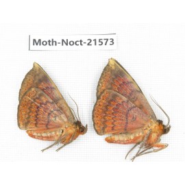 Noctuidae sp. China, Guizhou, Qiandongnan, Congjiang county. 2Pcs. Moth-Noct-21573.