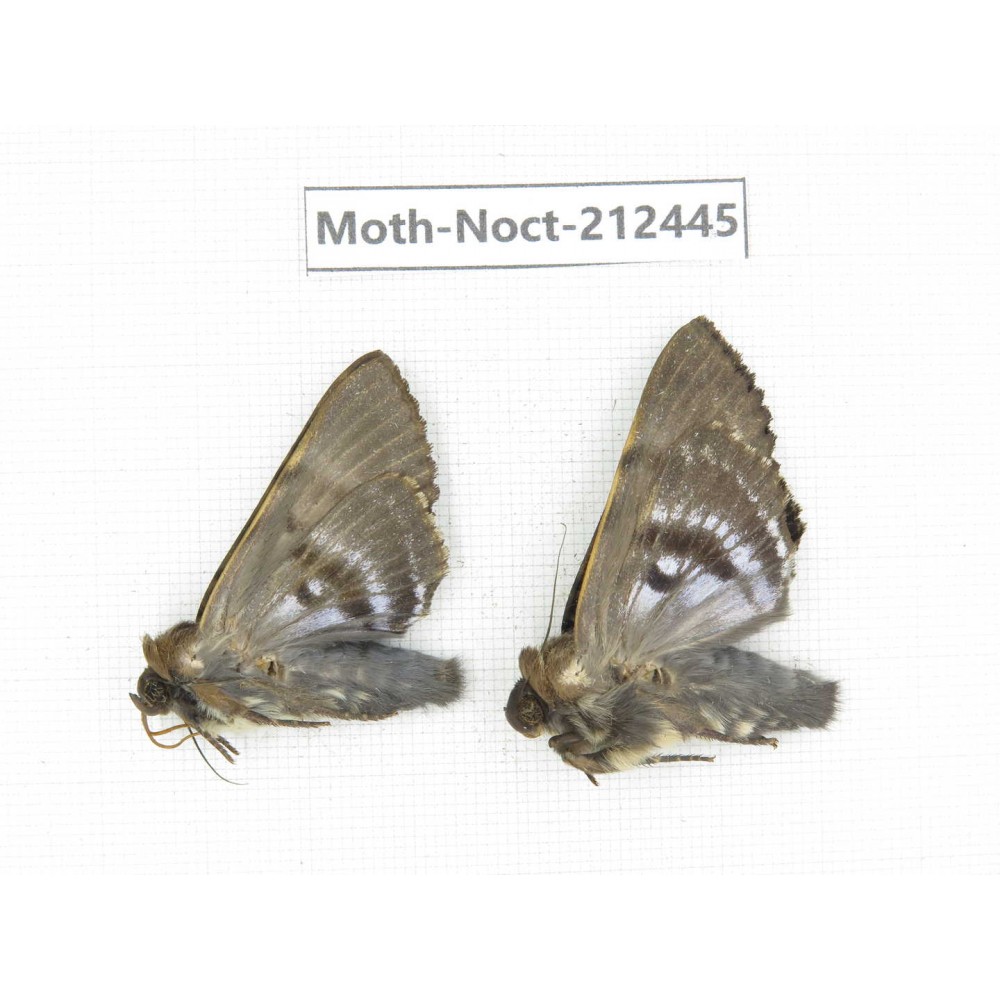 Noctuidae sp. China, Guizhou, Tongren, Mt.Fanjingshan. 2Pcs. Moth-Noct-212445.