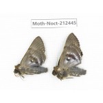 Noctuidae sp. China, Guizhou, Tongren, Mt.Fanjingshan. 2Pcs. Moth-Noct-212445.