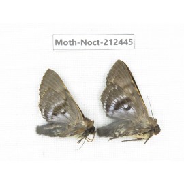Noctuidae sp. China, Guizhou, Tongren, Mt.Fanjingshan. 2Pcs. Moth-Noct-212445.