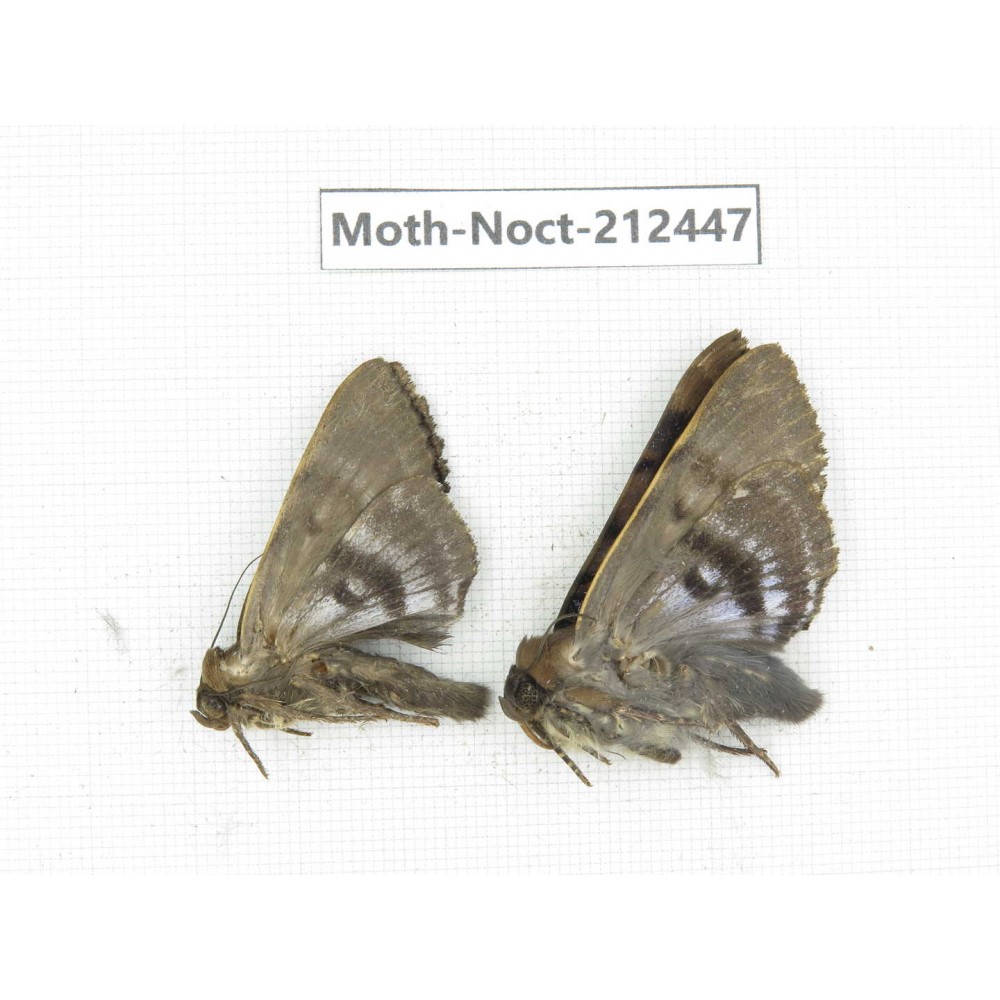 Noctuidae sp. China, Guizhou, Tongren, Mt.Fanjingshan. 2Pcs. Moth-Noct-212447.
