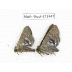 Noctuidae sp. China, Guizhou, Tongren, Mt.Fanjingshan. 2Pcs. Moth-Noct-212447.
