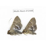 Noctuidae sp. China, Guizhou, Tongren, Mt.Fanjingshan. 2Pcs. Moth-Noct-212448.