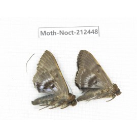 Noctuidae sp. China, Guizhou, Tongren, Mt.Fanjingshan. 2Pcs. Moth-Noct-212448.