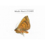 Noctuidae sp. China, Guizhou, Tongren, Mt.Fanjingshan. 1Pcs. Moth-Noct-212469.