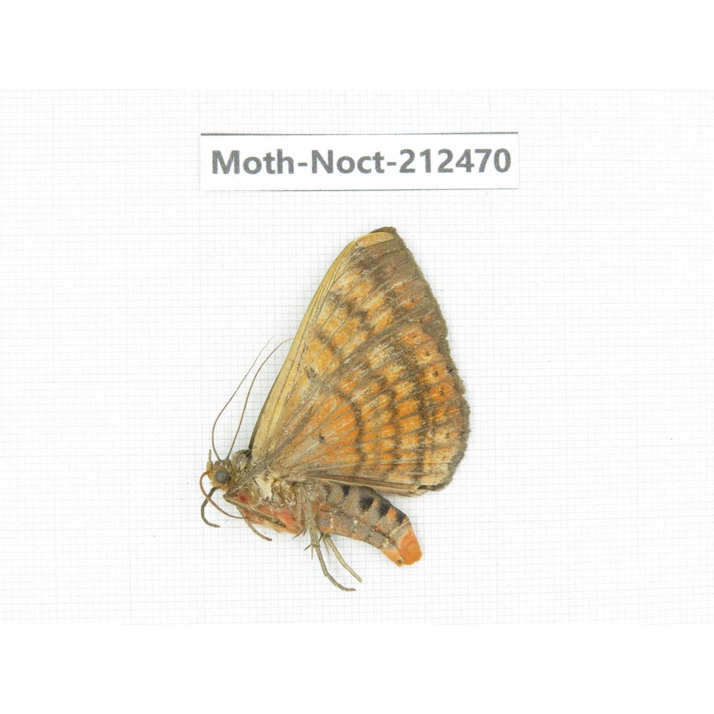 Noctuidae sp. China, Guizhou, Tongren, Mt.Fanjingshan. 1Pcs. Moth-Noct-212470.