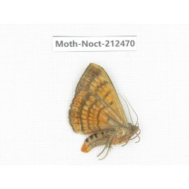 Noctuidae sp. China, Guizhou, Tongren, Mt.Fanjingshan. 1Pcs. Moth-Noct-212470.