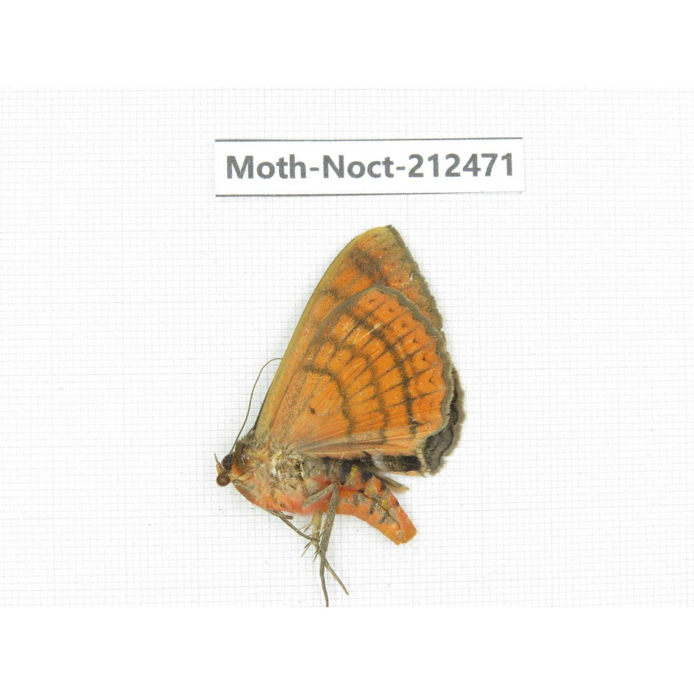 Noctuidae sp. China, Guizhou, Tongren, Mt.Fanjingshan. 1Pcs. Moth-Noct-212471.